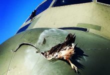 Фото - Ростех стреляет курицами в стекла самолетов