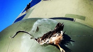 Фото - Ростех стреляет курицами в стекла самолетов