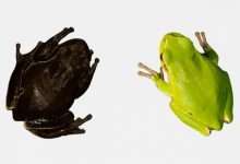 Фото - В чернобыльской зоне нашли черных лягушек. Ученые полагают, что выжить в условиях радиации им помогает пигмент меланин